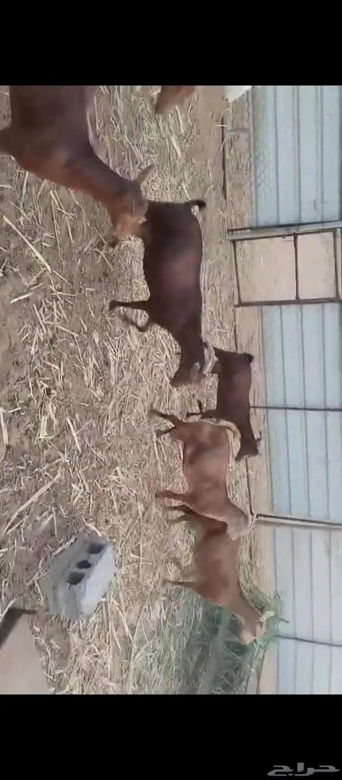 غنم دهم معزات العدد 80 وتبع 17 الباقي دفيع على شرط 0