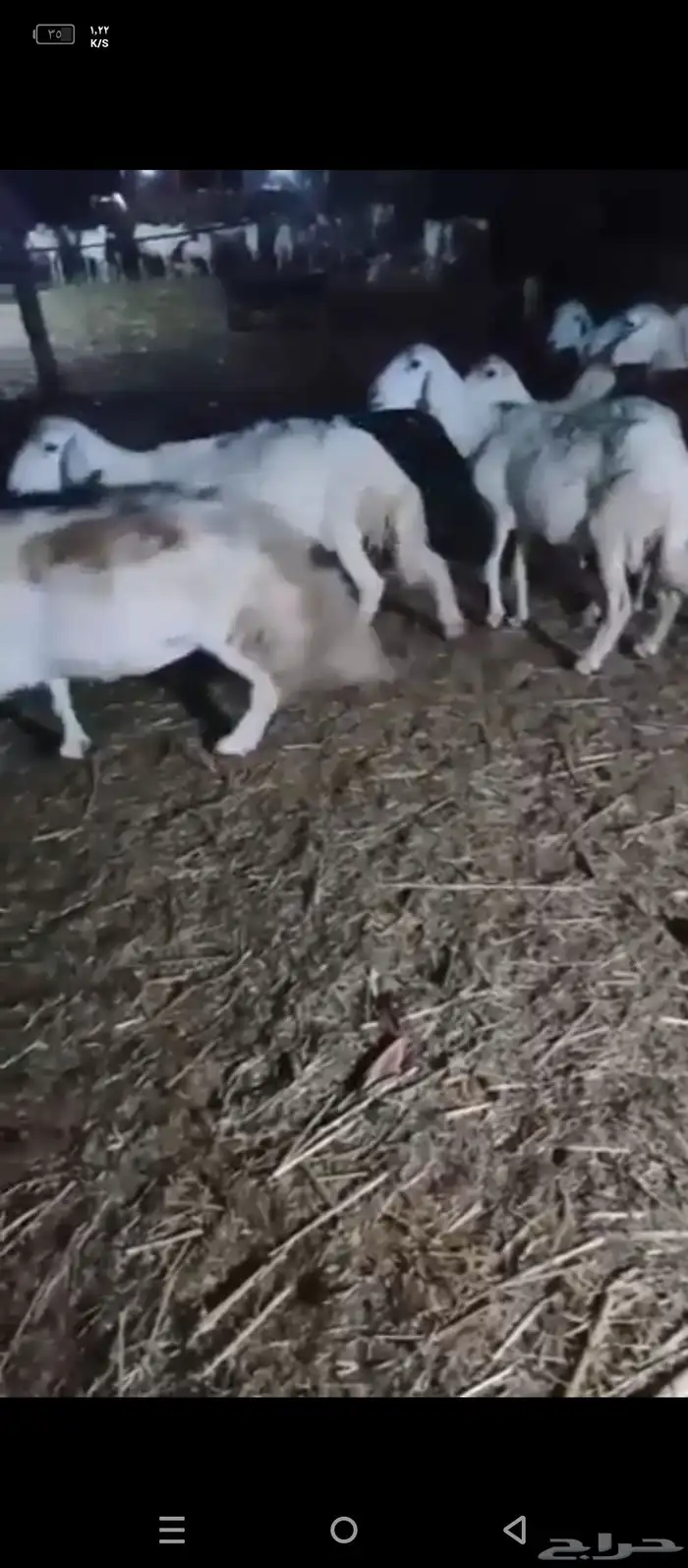 ضان حري عشر فيها واحده مولده الباقي دفيع 0