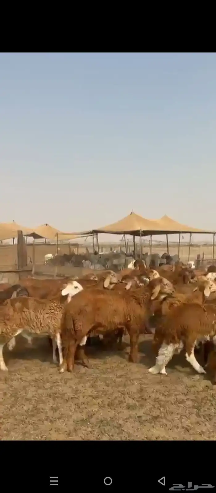 طليان سواكني دمازين وحمري 1