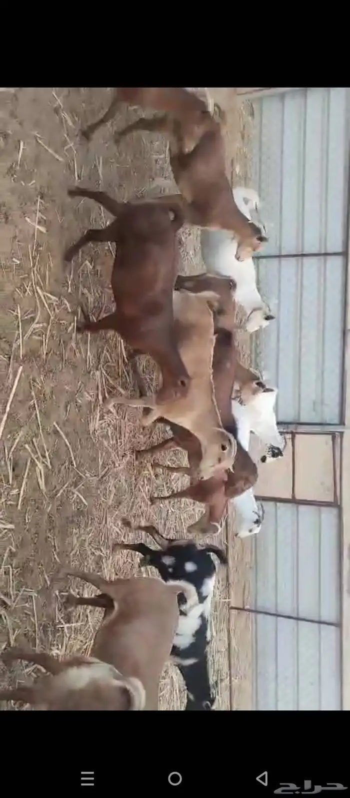 غنم دهم معزات العدد 80 وتبع 17 الباقي دفيع على شرط 2