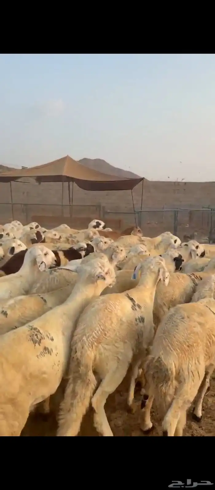 طليان سواكني دمازين وحمري 6