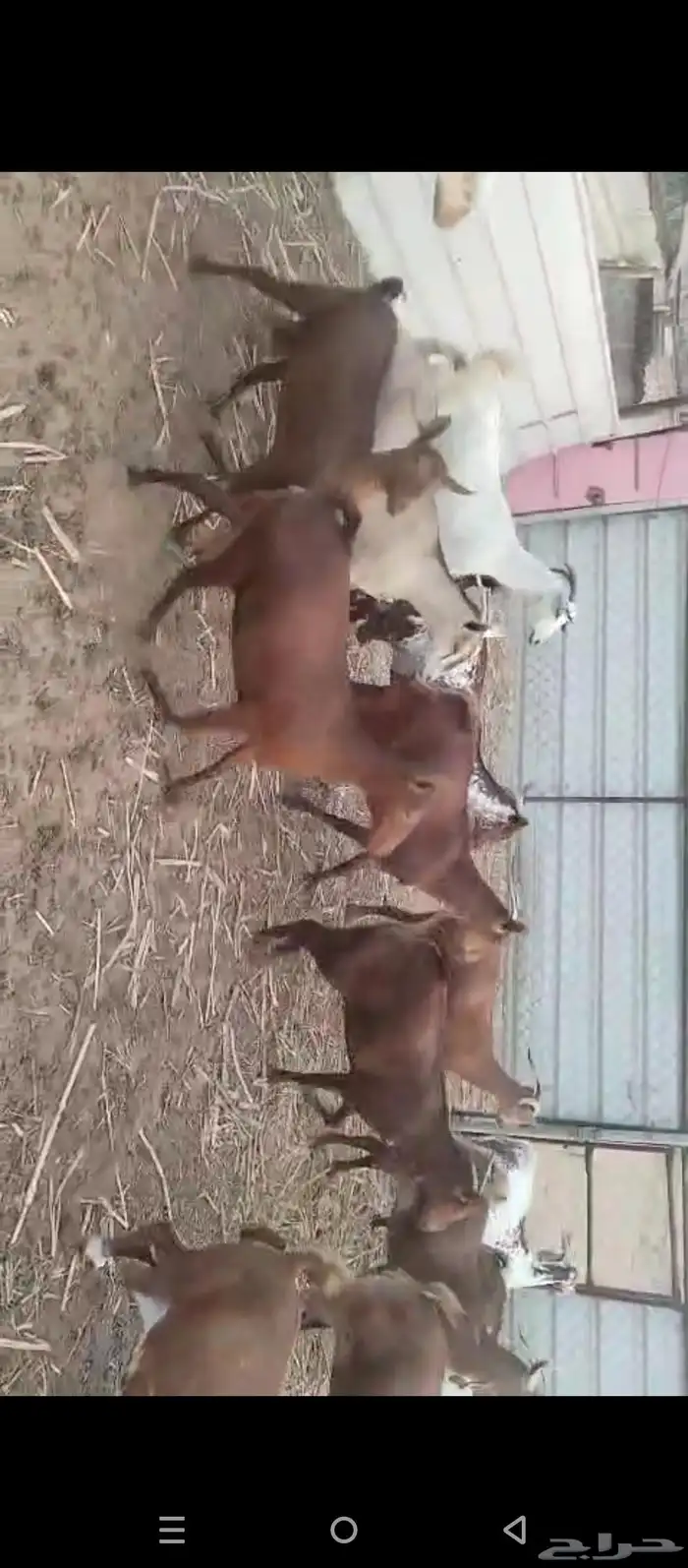 غنم دهم معزات العدد 80 وتبع 17 الباقي دفيع على شرط 1