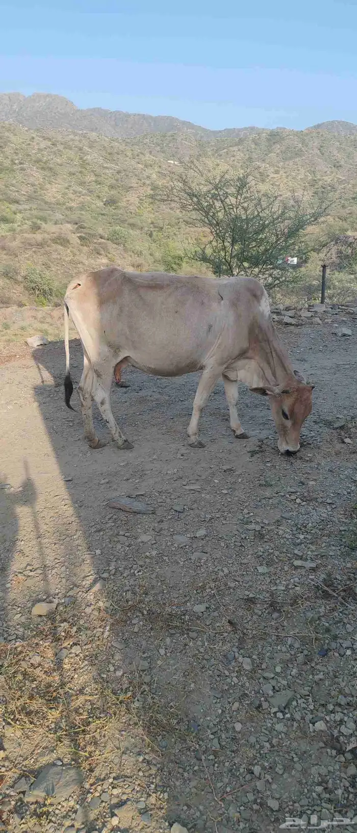 بقره للبيع 1