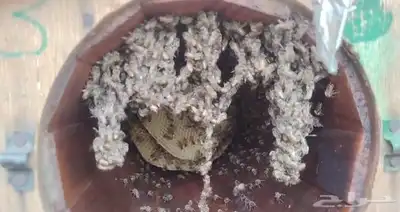 نحل للبيع كفو index