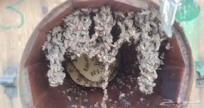 نحل للبيع كفو 6