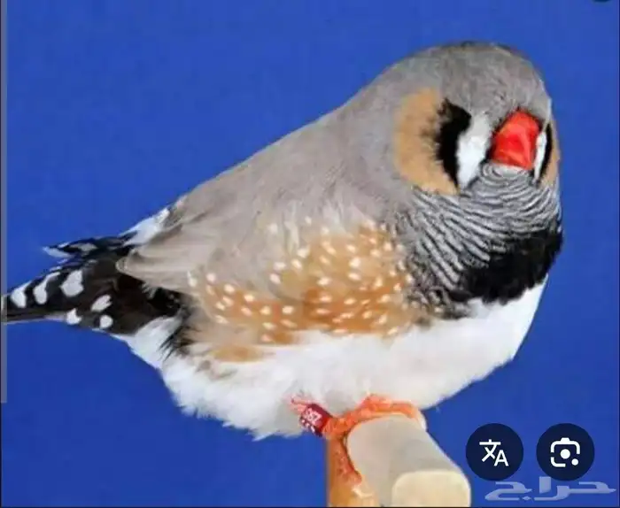 مطلوب زوج او أكثر زيبرا أنجليزي سوبر جامبو او (طفرات) 0