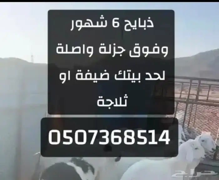 ذبايح جبرة حري في عفيف 0