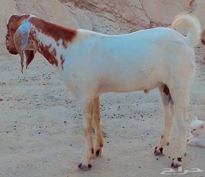 تيس جذع ماشاءالله صحته ممتازه 1