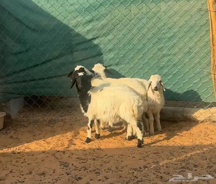 بهم نعيم مشاريك 0