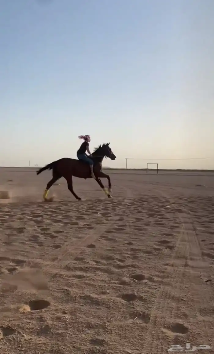 حصان انقلينزي سباق 2