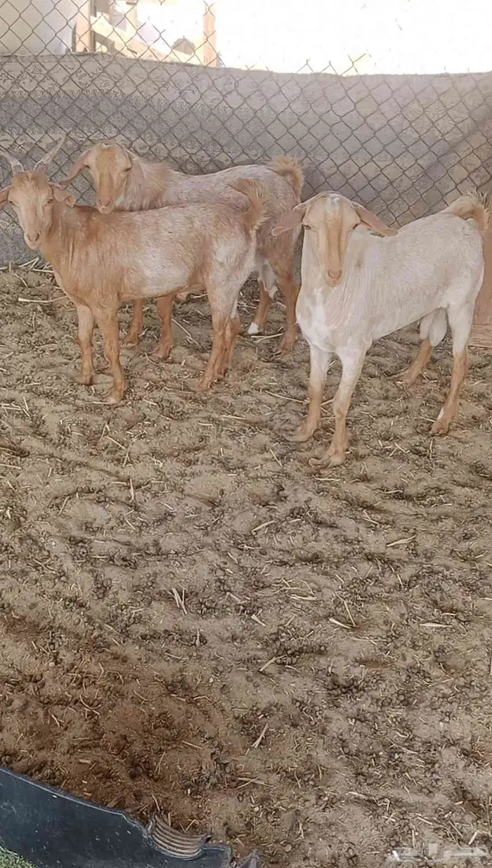 ما شاء الله تيوس جنوبيات طيبه للبيع 0