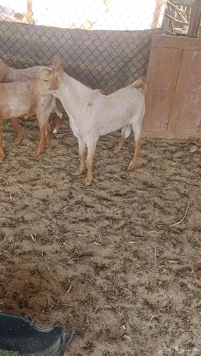 ما شاء الله تيوس جنوبيات طيبه للبيع 2