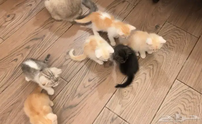 كتن شيرازي قطط للبيع مو للتبني هجين برتش 16