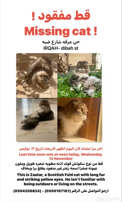 قط مفقود في عرقه index