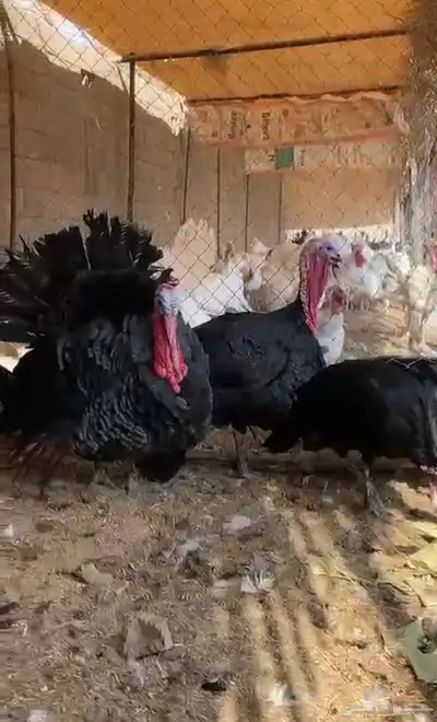 رومي امريكي نادر index