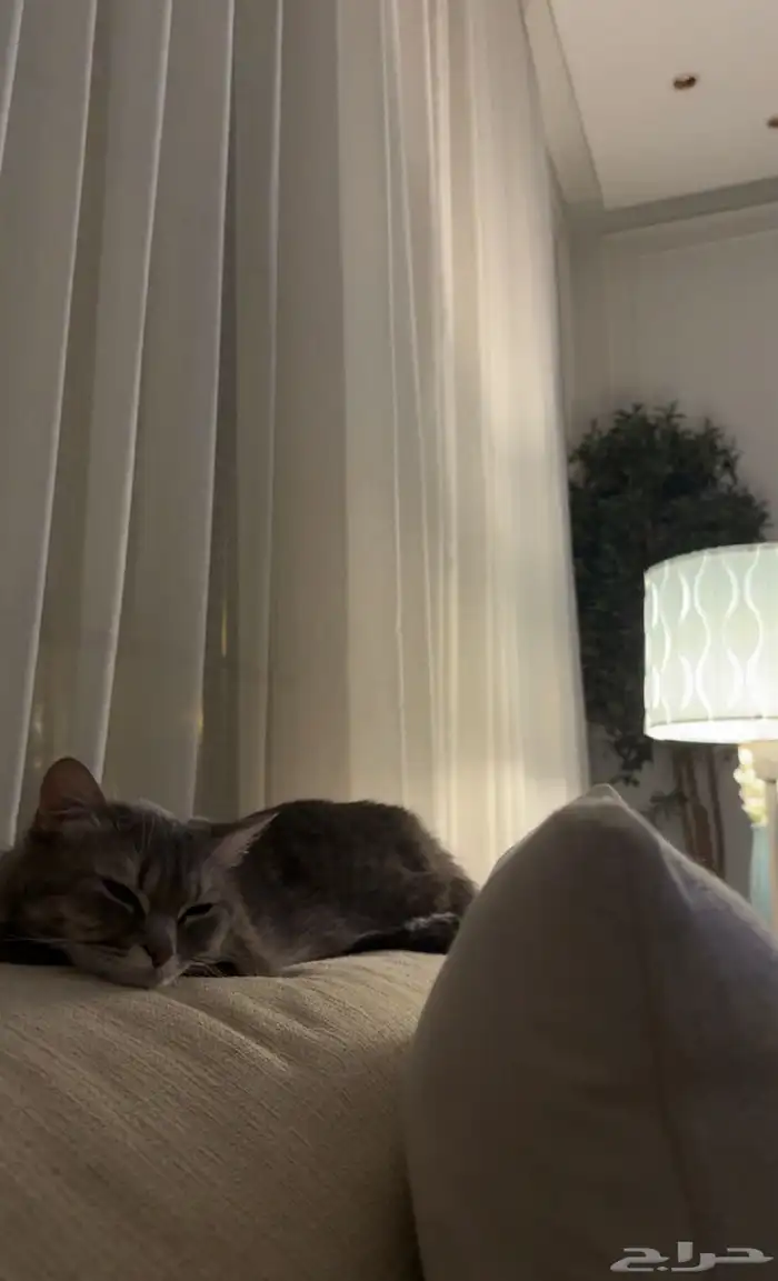 قطه أنثى عمر سنتين للتبني اليوم فقط 2025 11 14 4