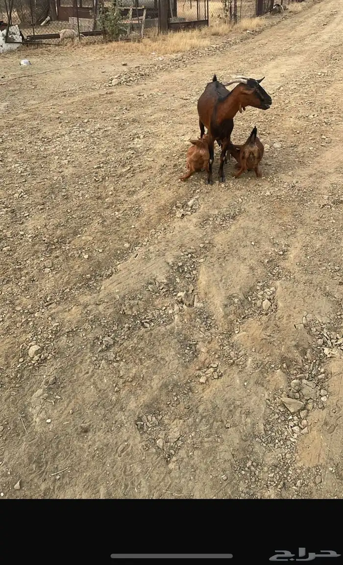 شاه تحتها ثنتين اناثي طيبه جرم 0