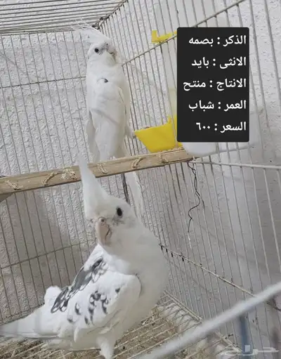 اجواز كروان لاهل التميز و الانتاج index