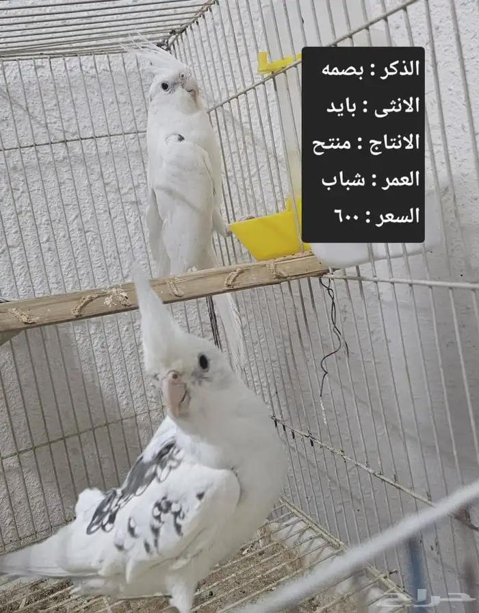 اجواز كروان لاهل التميز و الانتاج 5