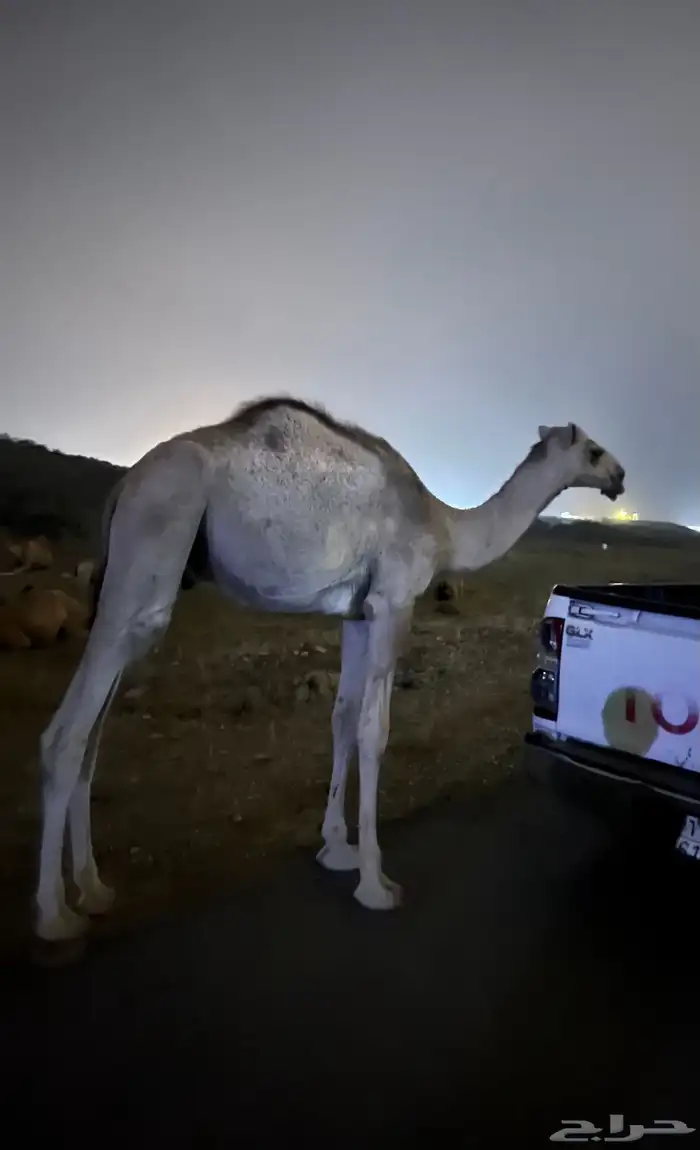 قعود للبيع 1