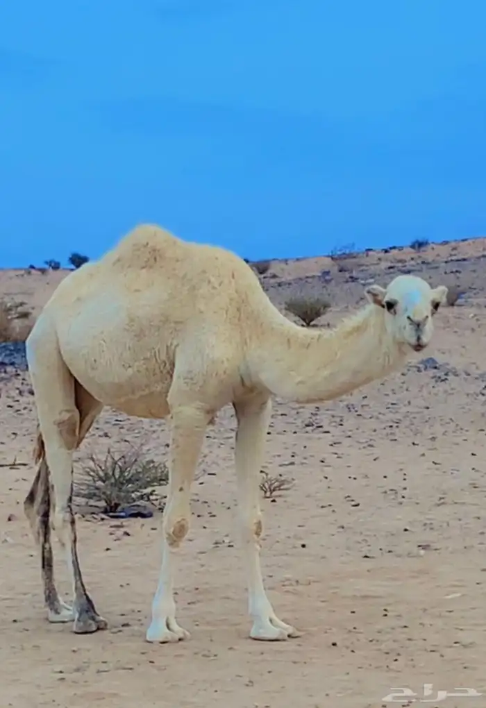 بكره وضحى ضغط غالي لقيه على جميع الشروط 0