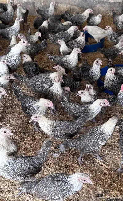 للبيع دجاج فيومي index