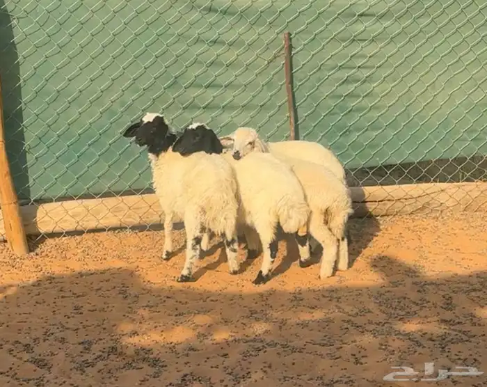 بهم نعيم مشاريك 3