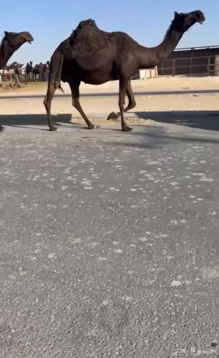 للبيع القحه طيبه 0