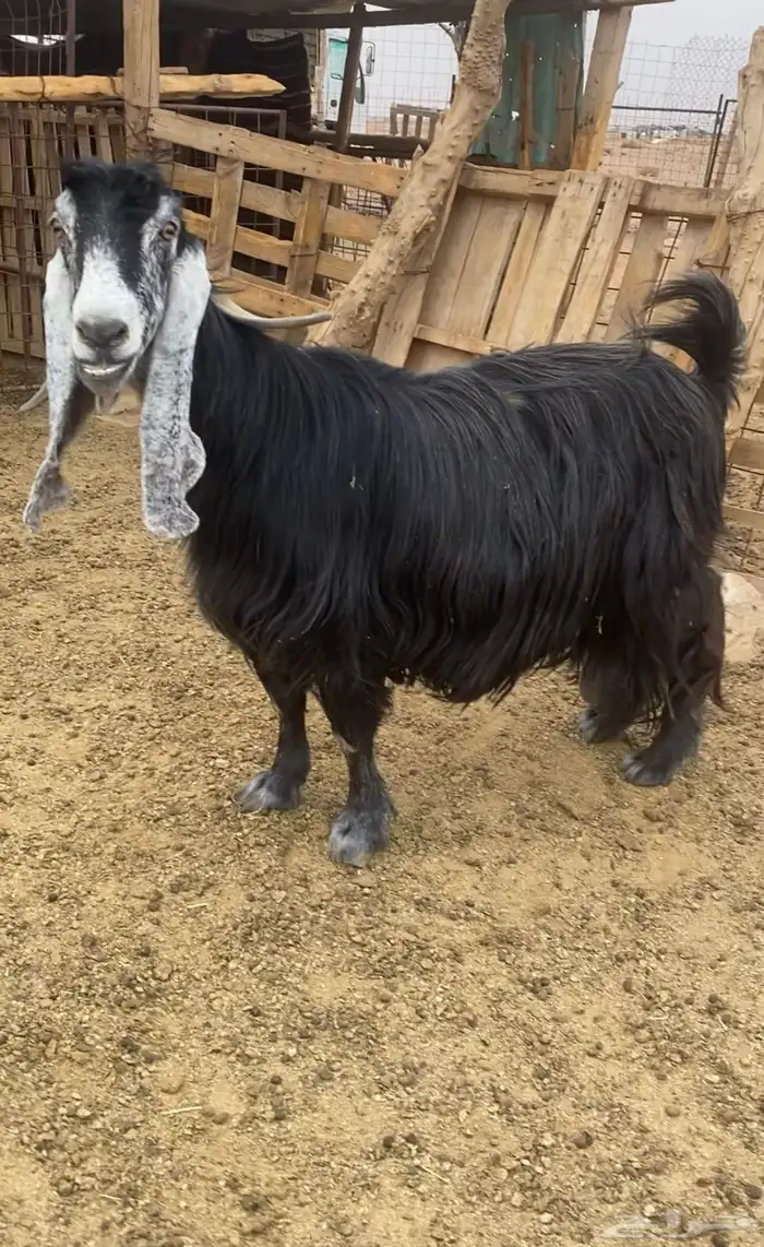 للبيع عنز عارضيه صنف 1