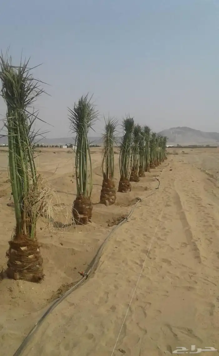 نخيل عربي فسائل نخل نخل عربي نقايل 23
