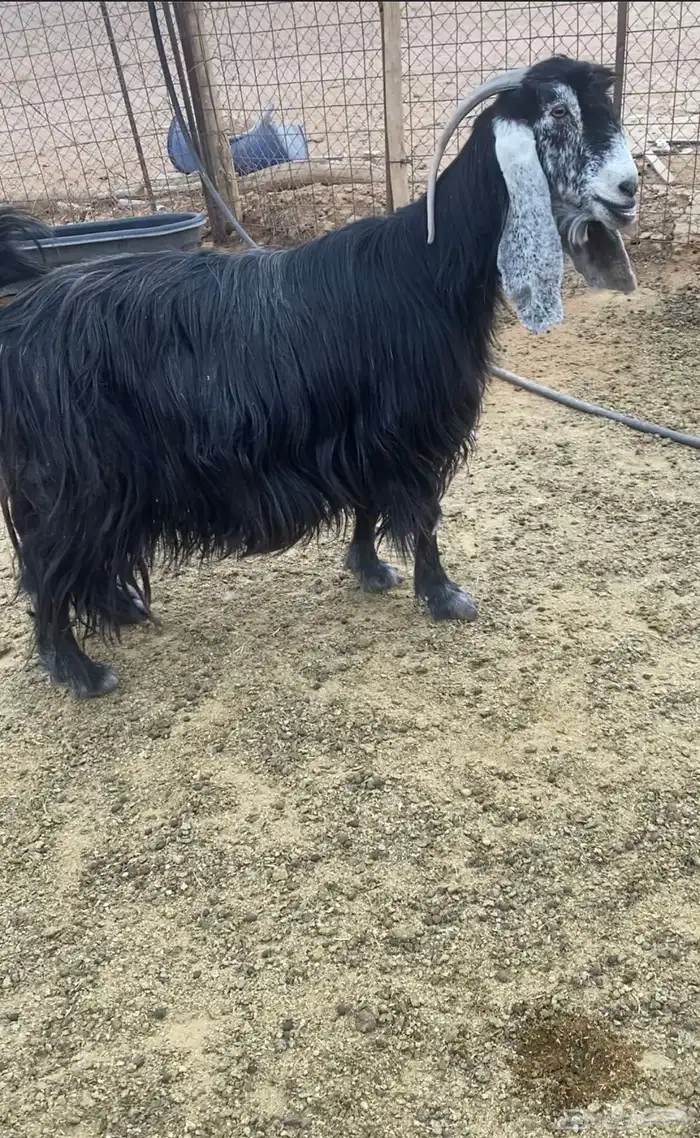 للبيع عنز عارضيه صنف 0