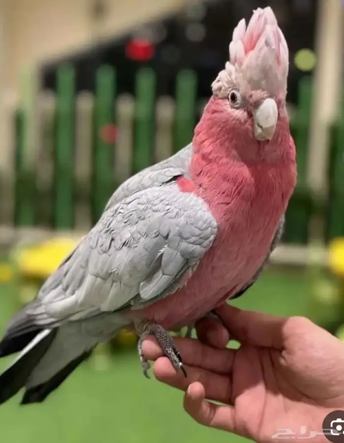 قريبا  توفر فروخ كوكاتو قالا و فرخ كاسكو و فروخ صن كنيور 0