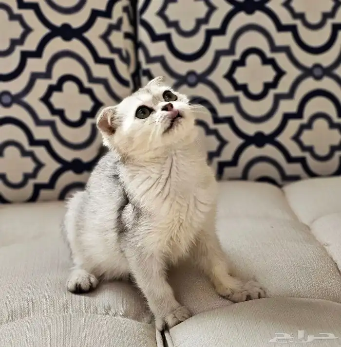 كتن سكوتش فولد بيور البيع سمح 2