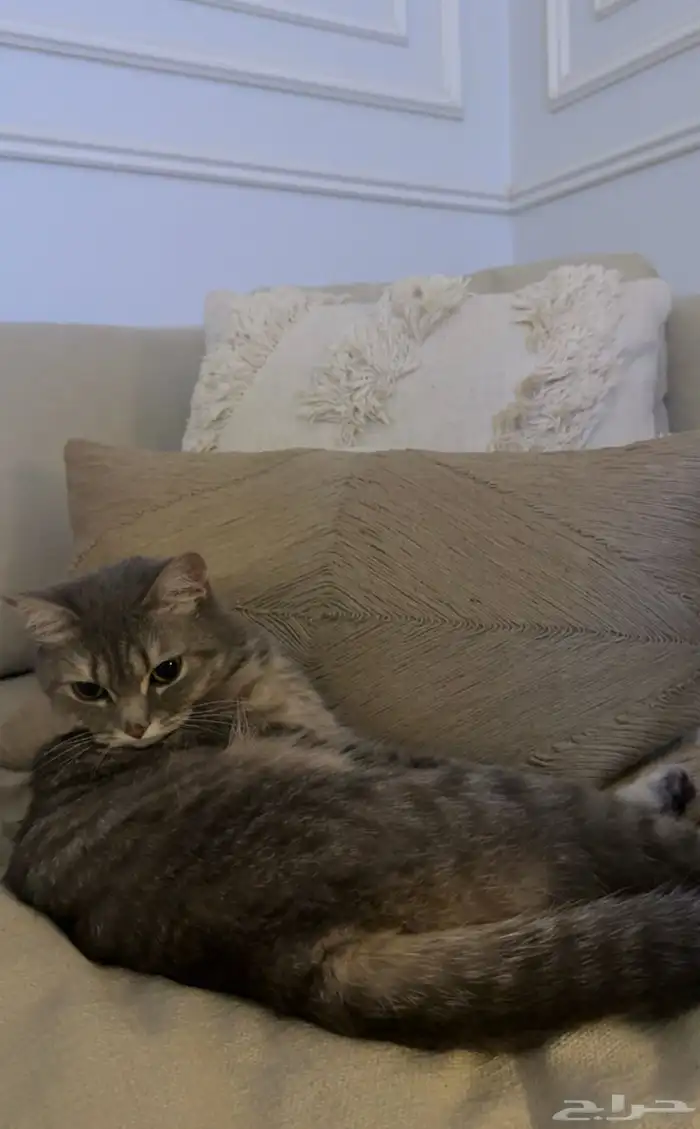 قطه أنثى عمر سنتين للتبني اليوم فقط 2025 11 14 3