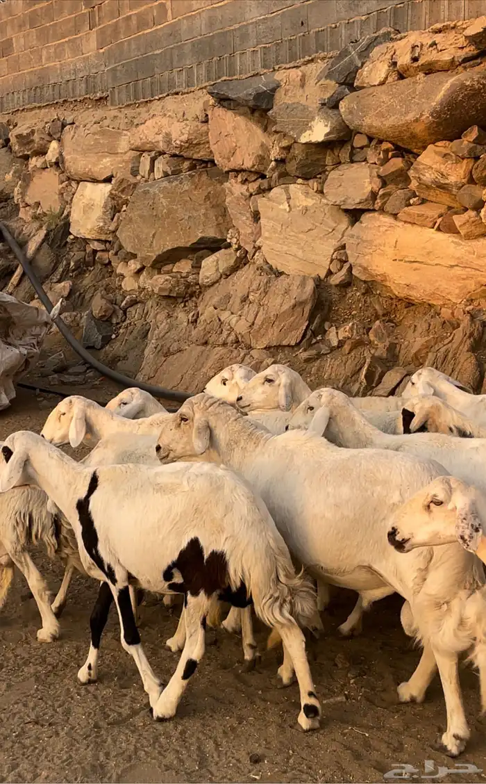 ضان شعره قصيره بفحلها عدد 13 2