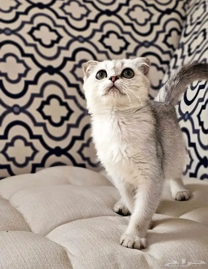 كتن سكوتش فولد بيور البيع سمح 0