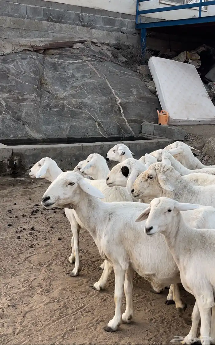 ضان شعره قصيره بفحلها عدد 13 1