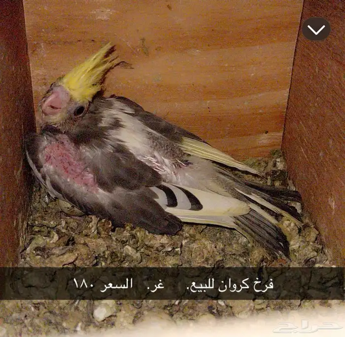 فرخ كروان غر 1