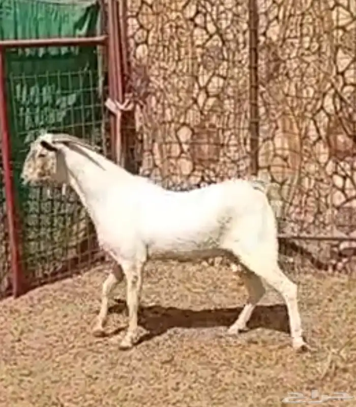 جنوب الطايف 1
