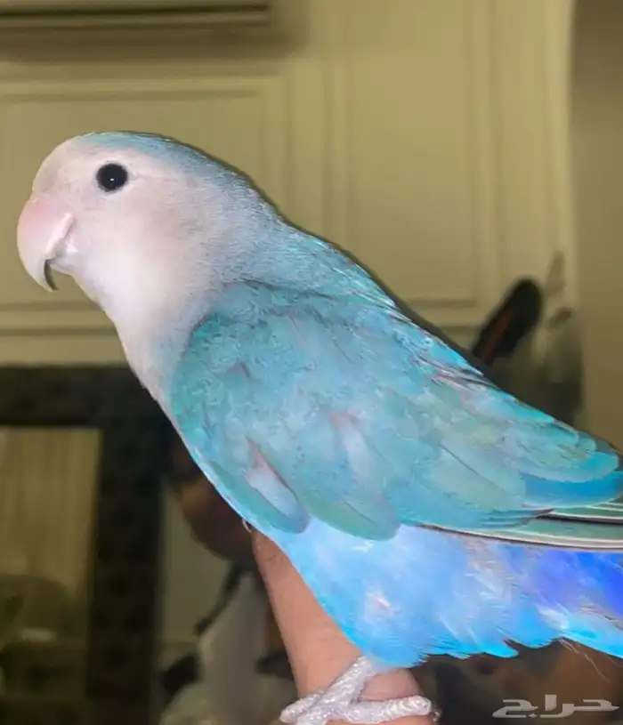 زوج طيور روز 1