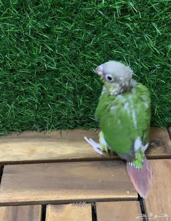 فرخين كنيور 7