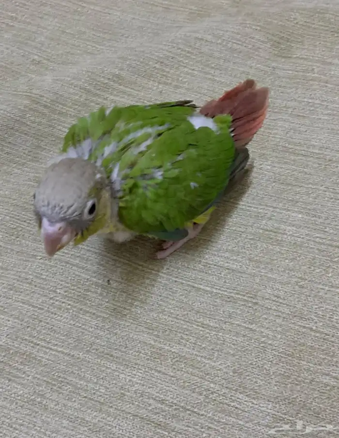 فرخين كنيور 0