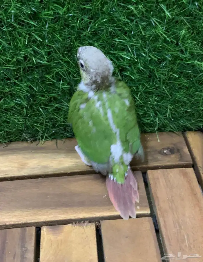 فرخين كنيور 5