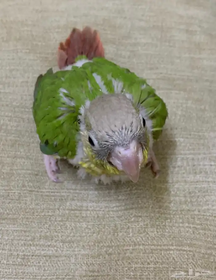 فرخين كنيور 4