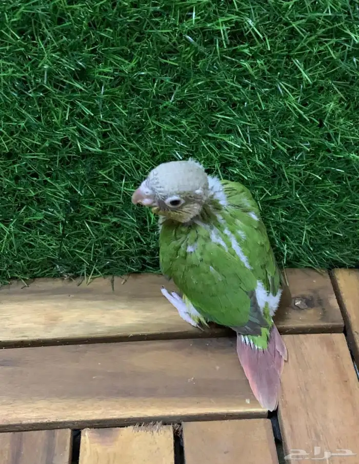 فرخين كنيور 6