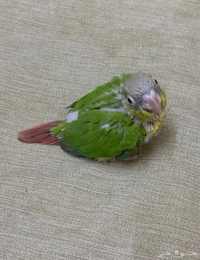 فرخين كنيور 1