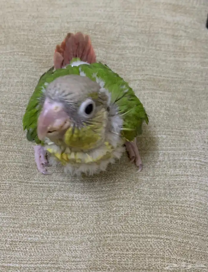 فرخين كنيور 3