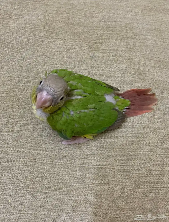 فرخين كنيور 2