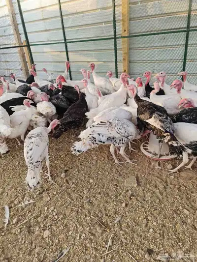 دجاج رومي index