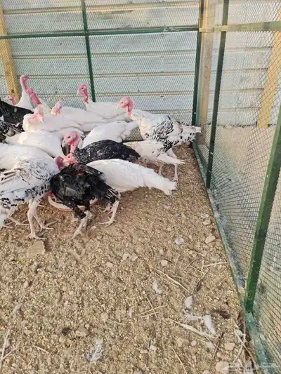 دجاج رومي index